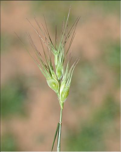 Aegilops_sp_SP