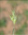 Aegilops_sp_SP