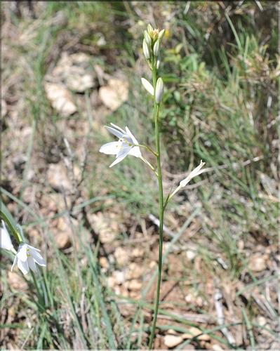Anthericum_liliago1_SP