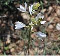 Anthericum_liliago2_SP