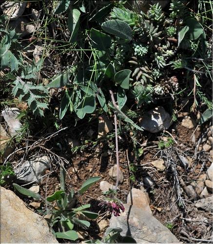 Anthyllis_vulneraria1_SP