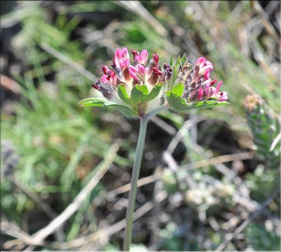 Anthyllis_vulneraria2_SP