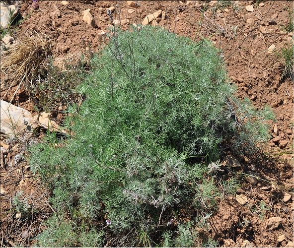 Artemisia_alba1_SP
