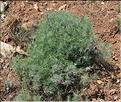 Artemisia_alba1_SP