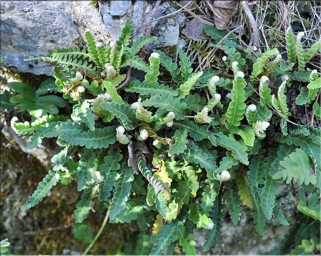 asplenium_seterach1_SP