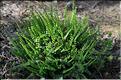 Asplenium_trichomanes2_SP