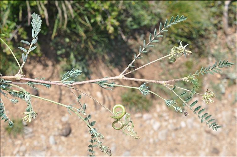 Astragalus_hamosus1_SP