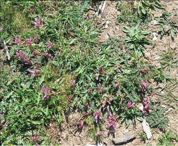 Astragalus_monspessulanus1_SP