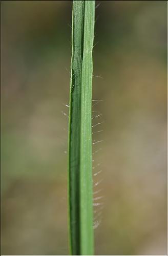 Bromopsis_erecta_SP