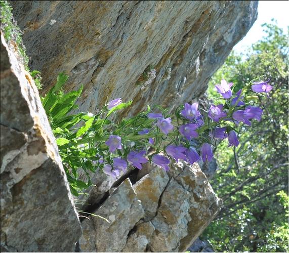 Campanula_speciosa1_SP
