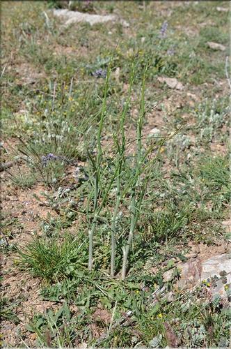 Chondrilla_juncea1_SP