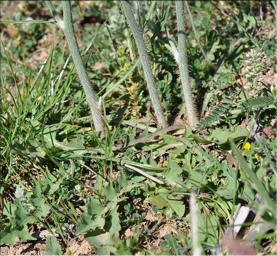 Chondrilla_juncea2_SP