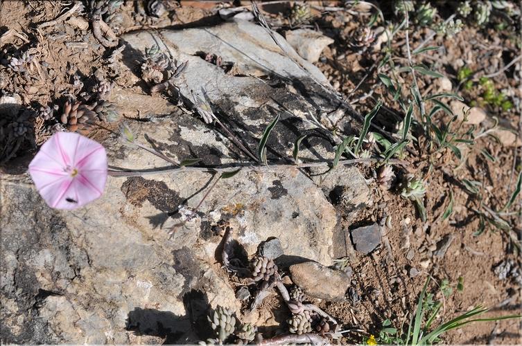 Convolvulus_cantabrica1_SP