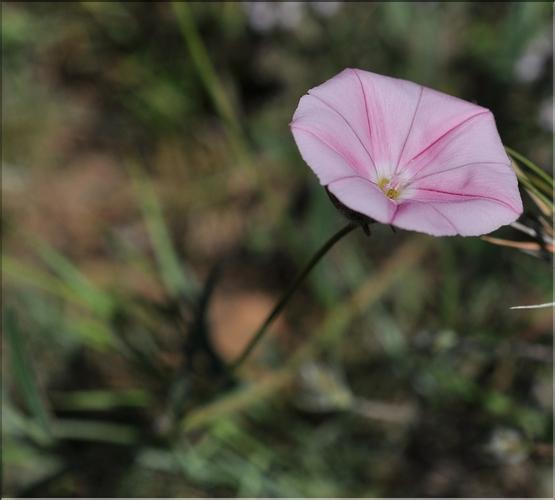 Convolvulus_cantabrica2_SP