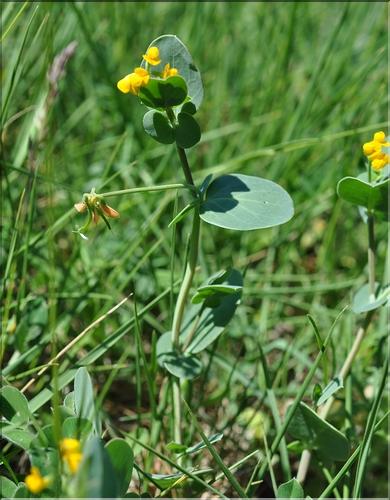Coronilla_scorpioides1_SP