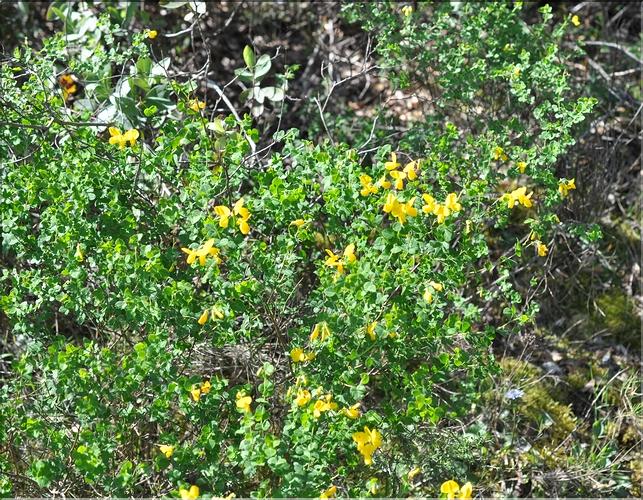 Cytisophyllum_sessilifolium_SP