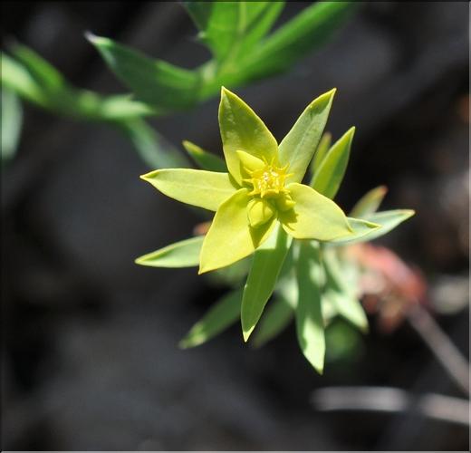Euphorbia_exigua1_SP