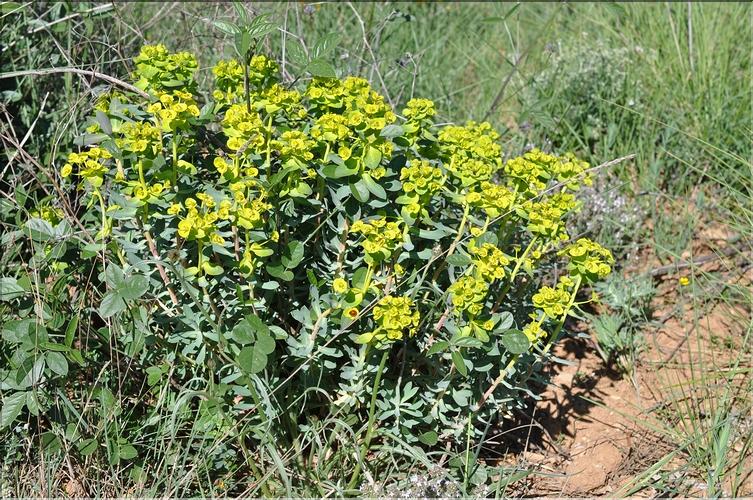 Euphorbia_nicaeensis_SP