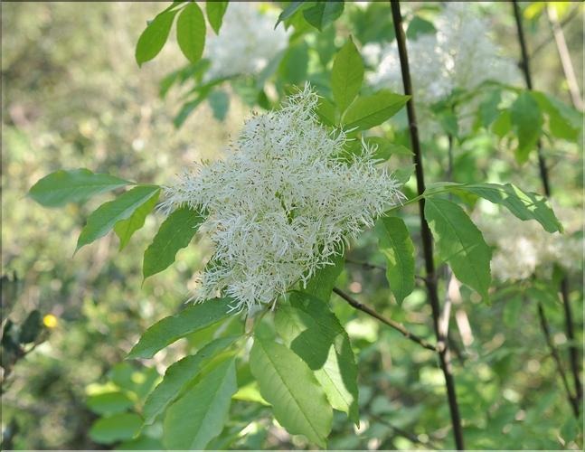Fraxinus_ornus1_SP