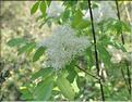 Fraxinus_ornus1_SP