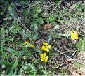 Genista_hispanica1_SP