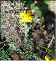 Genista_hispanica2_SP