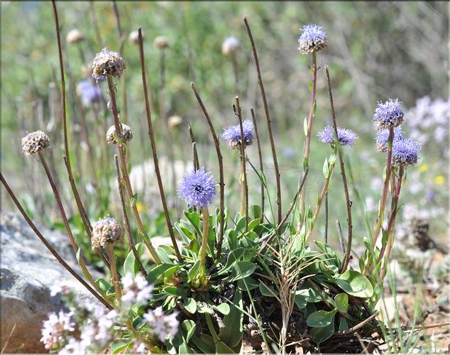 Globularia_alypum1_SP