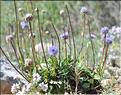 Globularia_alypum1_SP