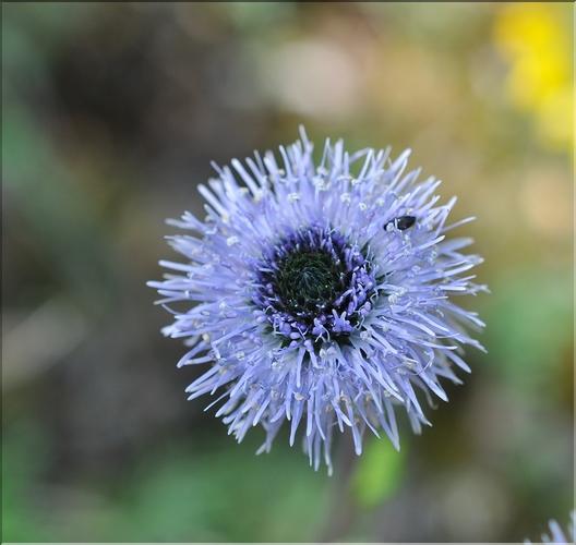 Globularia_alypum2_SP