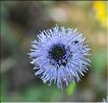 Globularia_alypum2_SP
