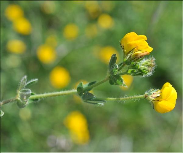 Hippocrepis_comosa_SP