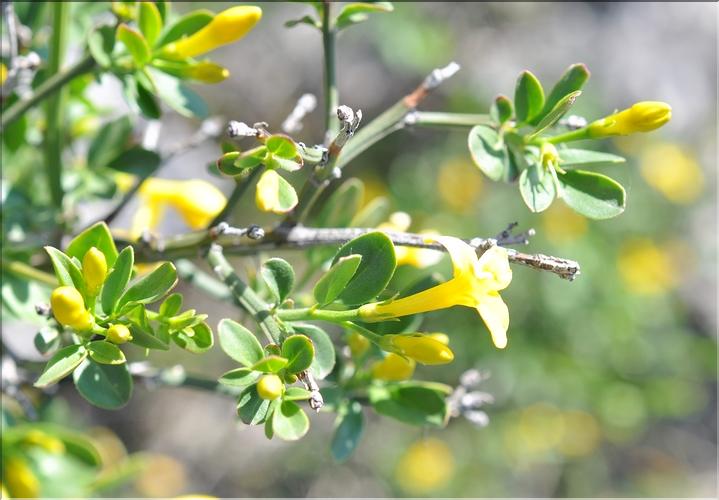 Jasminum_fruticans1_SP