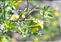 Jasminum_fruticans1_SP