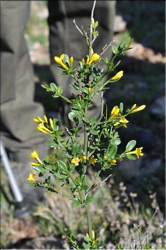 Jasminum_fruticans2_SP