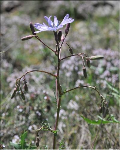 Lactuca_perennis1_SP