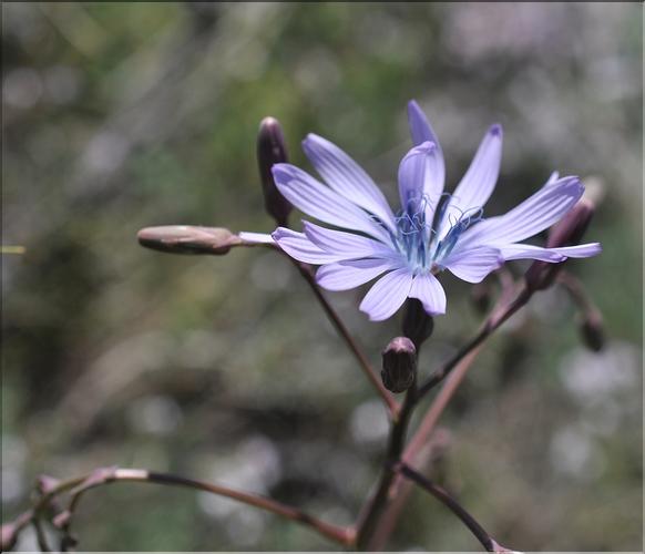Lactuca_perennis2_SP