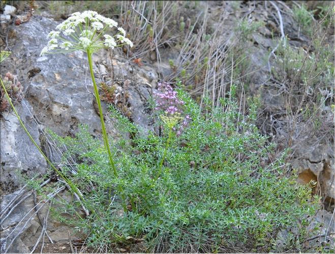 Laserpitium_gallicum1_SP