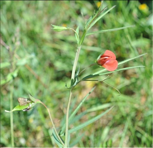Lathyrus_cicera1_SP