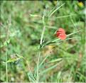 Lathyrus_cicera1_SP