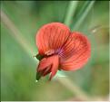 Lathyrus_cicera2_SP