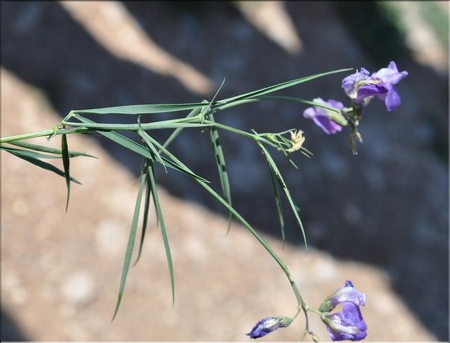 Lathyrus_filiformis_SP