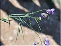 Lathyrus_filiformis_SP