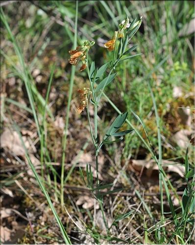 Lathyrus_pannonicus1_SP