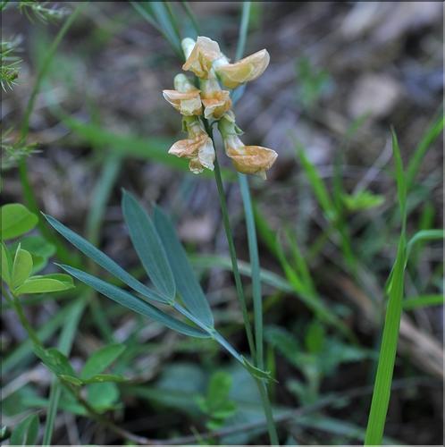 Lathyrus_pannonicus2_SP
