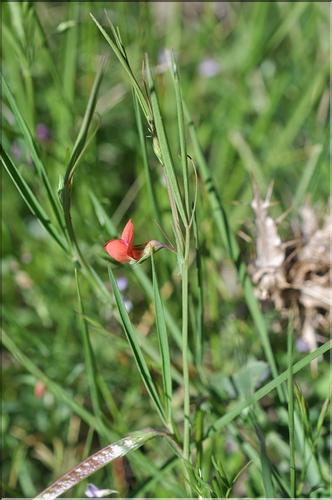 Lathyrus_sphaericus1_SP