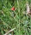 Lathyrus_sphaericus2_SP