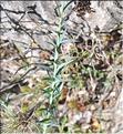 Linum_narbonense1_SP
