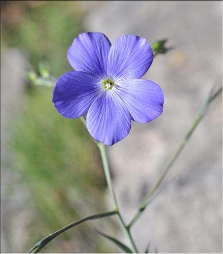 Linum_narbonense4_SP