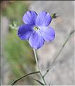 Linum_narbonense4_SP