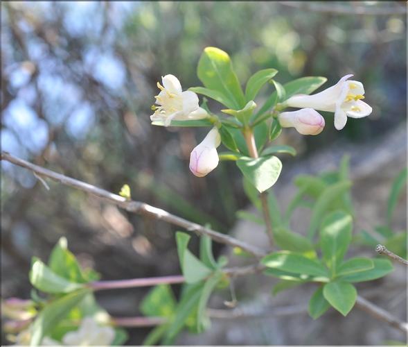 Lonicera_pyrenaica1_SP